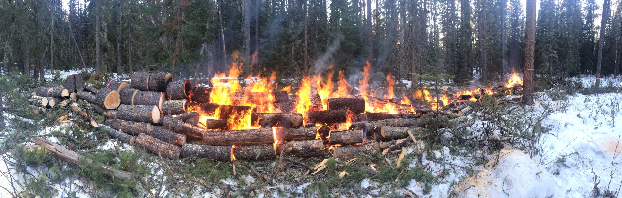 Pine Beetle Control Work