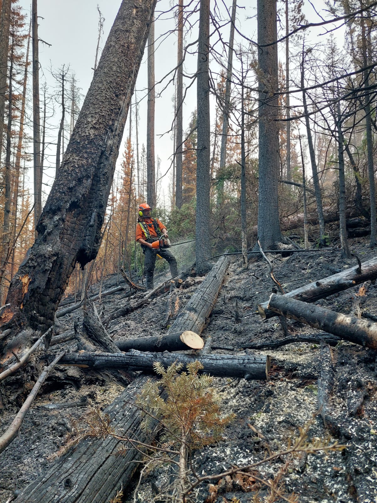 Danger Tree Falling & Hazard Removal